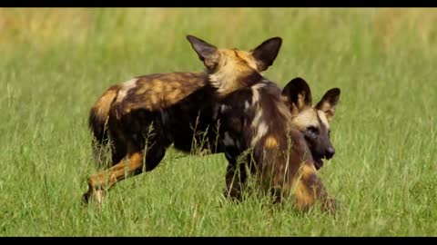 Two African Wild Dogs Walk Up to Each Other and Start to Fight