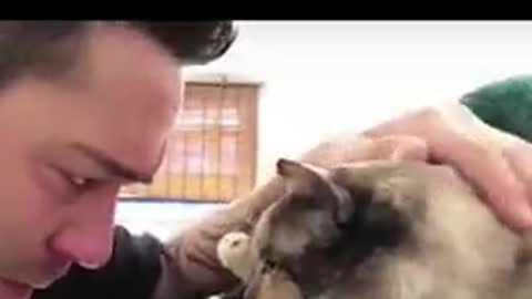 A cat goodbye to his owner before dying