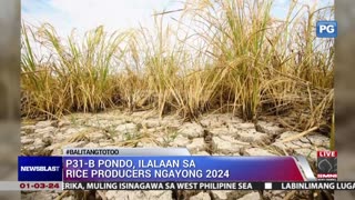 P31-B pondo, ilalaan sa rice producers ngayong 2024