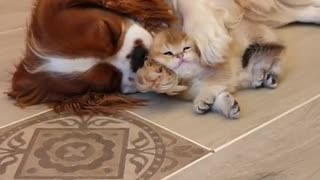 Cute Puppy Cleans Kitty