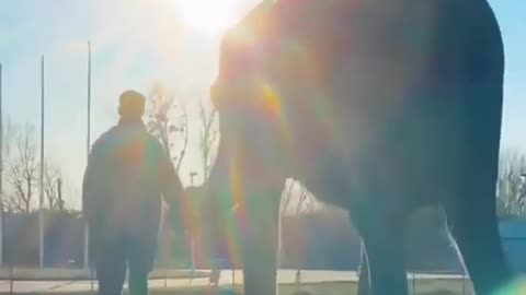 Smart Elephant Training with Human video