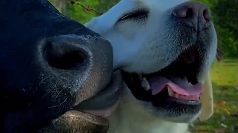 The story of a brave cow and a kind dog.