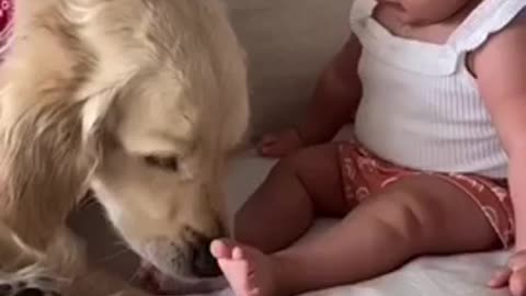 Baby and Golden retriever met for the first time