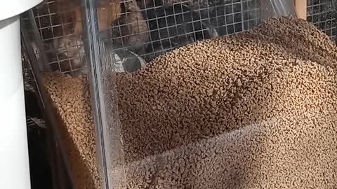 Flock it Farm: DIY: No waste quail feeder update, increase egg production, quail gender identity