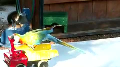 Funny Animals - parrot rides on a car