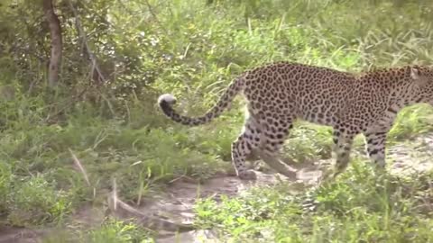 LEOPARD VS MONITER LIZARD REAL FIGHT