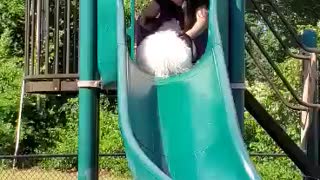 Dog goes down slide with his Mom