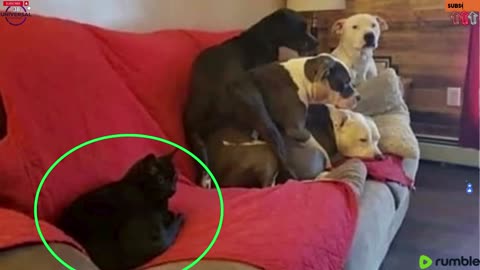 😼🚨 Cats with Threatening Aura vs. Brave Dog 🐾 #ThreateningCats #BraveDog #AnimalDrama