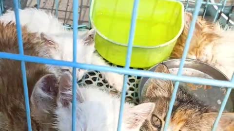 A group of cats in a cage