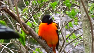 Oriole