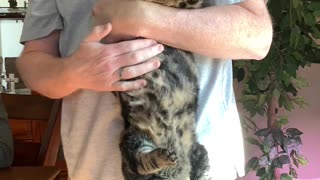 Cat Happily Receives Upside Down Belly Rubs