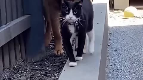 funny cats