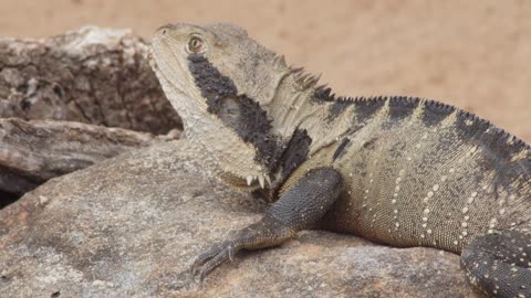 Australian Eastern Water Dragon lizard reptile on rock