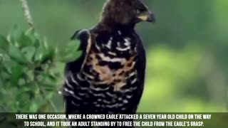 Craziest Birds in the World