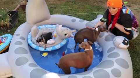 My Dogs A Pool Party