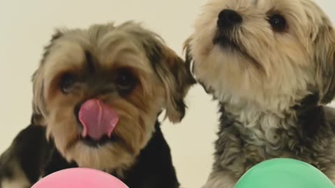 Watch these two cute dogs with colorful balloons