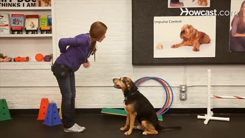 How to teach the give paw trick. Dog training video.