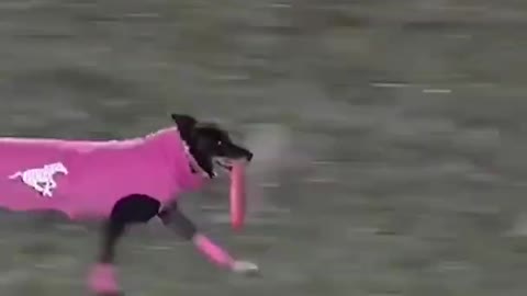 Dog sets frisbee new record