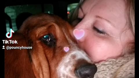 ❤️🐾#tiktokdogs #loveofmylife #pureangel #brunothebasset