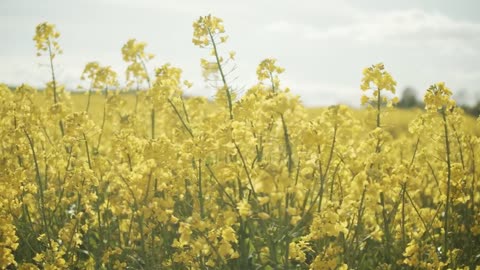 Crops swaying under a summer sky