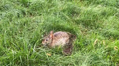 Cute cottontail bunny building a nest