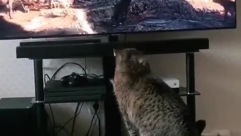 How Cute Cat See Tv 😍 And He Is Shocked