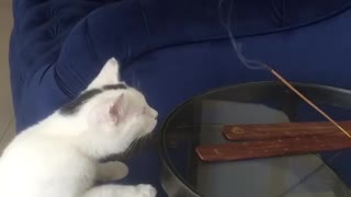 Cat Wondering What is That