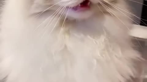 Cat video