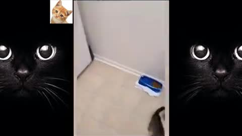 Dogs And Cats Reaction To Food Funny Animal Reactionn
