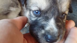 The most beautiful blue-eyed puppy
