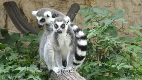 Ring tailed lemur popular video