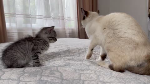 How a Cat and a Kitten try to make friends