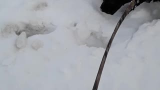 Rocket playing in snow