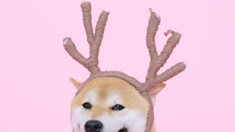 Cute 🥰 Dog With A Shower Cap And Biting A Toothbrush And Antlers Headband