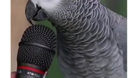 OMG! 😱 Check The Ability Of This Parrot 🦜