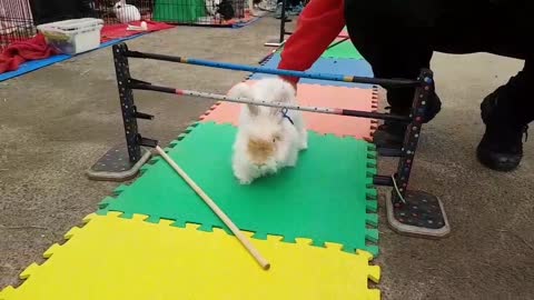 Cheeky Bunny Introduces Own Rules During A Hopping Event