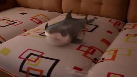 Super Adorable Baby Shark Dancing