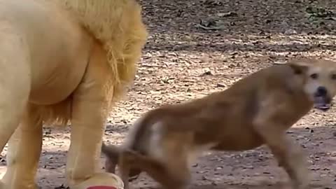 Troll Prank Dog Funny _ fake Lion and Fake Tiger Prank To dog _ Huge Box Prank to dog