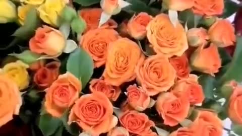 Roses of various colors