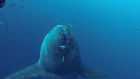 Mola mola are the gigantic fish that evolution forgot