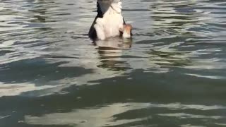 Black dog swimming in lake with owner