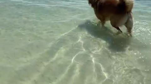 OMG 😳 Dogs are swimming in sea Funny dogs videos and training to swim