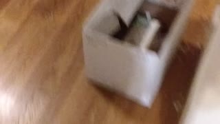 Chihuahua gets excited when owner comes home, then licks the dishwasher XD