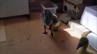 Emu Flash