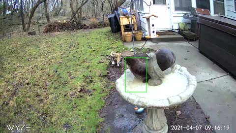 Cute Otter Basks in Bird Bath