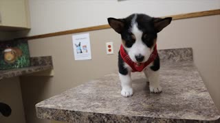 Little Corgi