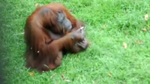 Orangutan likes to smoke