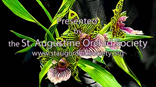 2024-4 April St. Augustine Orchid Society's Virtual Show Table