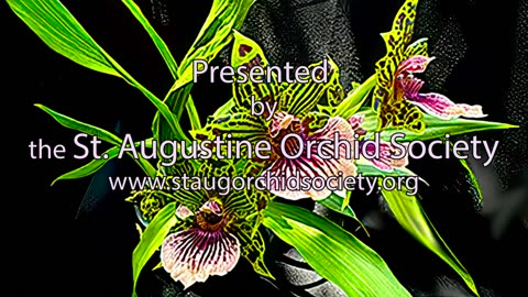 2024 April St. Augustine Orchid Society's Virtual Show Table