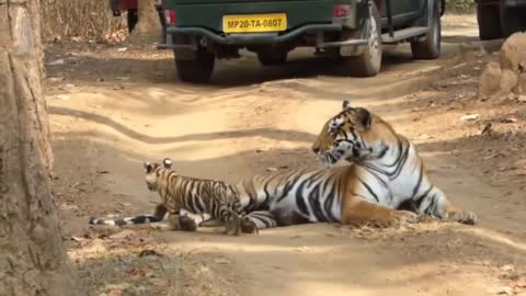 Tiger and tiger baby virals video